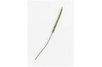 Coco Maison Donkey Tail kunstbloem H86cm 
